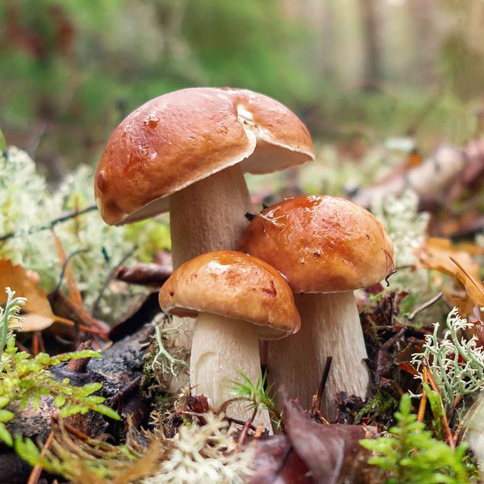 Pilze sammeln im Schwarzwald